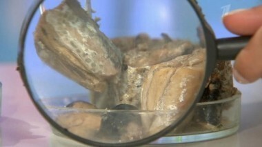 Консервы «Скумбрия с добавлением масла». Контрольная закупка. Выпуск от 25.09.2013