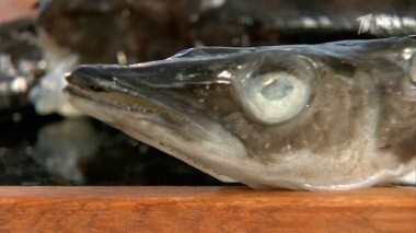 Рыба ледяная замороженная. Контрольная закупка. Выпуск от 22.10.2014