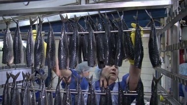 Скумбрия холодного копчения. Контрольная закупка. Выпуск от 10.09.2015