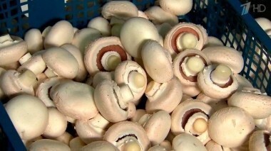 Свежие шампиньоны. Контрольная закупка. Выпуск от 11.02.2016