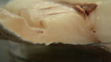 Замороженное филе трески. Контрольная закупка. Выпуск от 30.10.2013