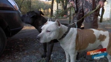 Бешеные псы. Мужское / Женское. Выпуск от 26.10.2017