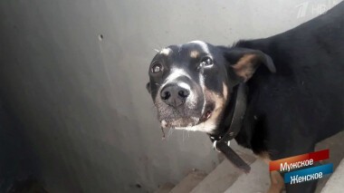 Человек собаке друг? Мужское / Женское. Выпуск от 23.04.2020