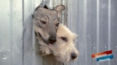 Концлагерь для собак. Мужское / Женское. Выпуск от 19.09.2018
