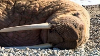 Далекая и загадочная Чукотка. Непутевые заметки. Выпуск от 22.03.2015