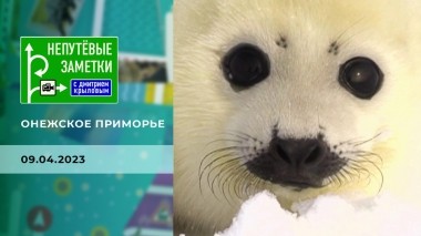 Онежское приморье. Непутевые заметки. Выпуск от 09.04.2023