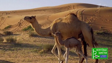 Зальцбург и эмират Рас-эль-Хайма. Непутевые заметки. Выпуск от 20.12.2020