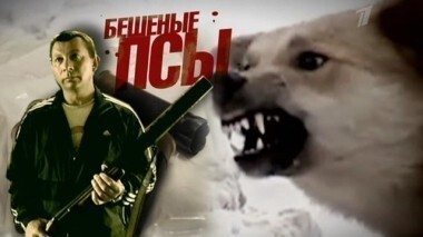 Бешеные псы. Пусть говорят. Выпуск от 26.03.2013