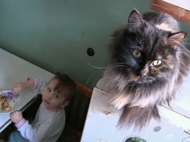 Кошачье царство. Пусть говорят. Выпуск от 04.04.2012