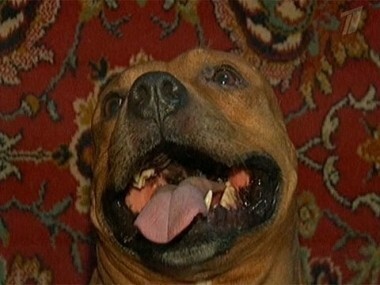 Опасная порода. Пусть говорят. Выпуск от 27.01.2011