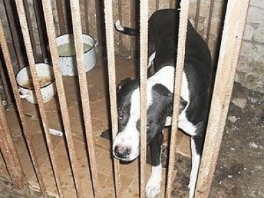 По прозвищу «Зверь». Пусть говорят. Выпуск от 08.06.2010