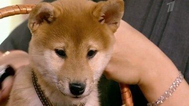 Пусть говорят в Новый год! Пусть говорят. Выпуск от 30.12.2011