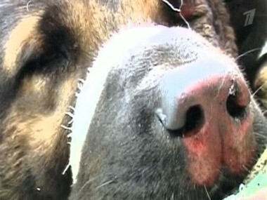 Тамбовский волк. Пусть говорят. Выпуск от 14.09.2011