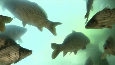 Рыба. Теория заговора. Выпуск от 21.02.2016