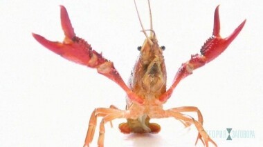 Рыба второй свежести. Теория заговора. Выпуск от 31.03.2019