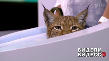 Видели видео? Часть 1. Выпуск от 22.09.2019