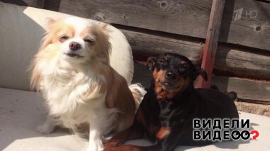 Видели видео. Часть 1. Выпуск от 30.01.2022