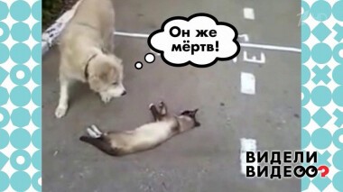 Видели видео? Избранное. Выпуск от 09.01.2020