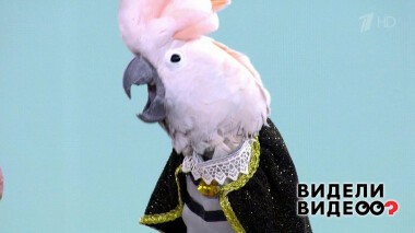 Видели видео? Избранное. Выпуск от 22.09.2019