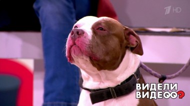 Видели видео? Выпуск от 02.10.2022