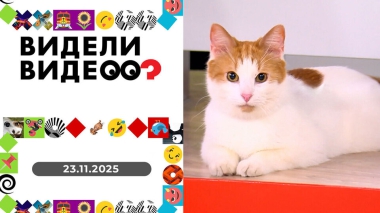 Видели видео? Выпуск от 23.11.2025