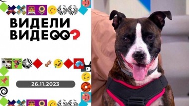 Видели видео? Выпуск от 26.11.2023