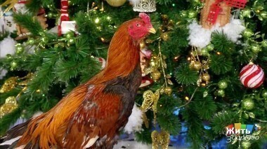 Жить здорово! Выпуск от 30.12.2016